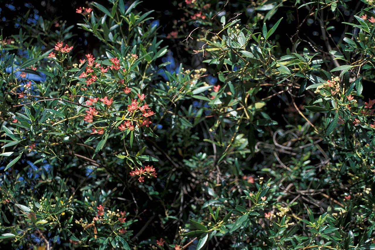 Ceratopetalum gummiferum s dekoratívnymi červenými kališnými lístkami