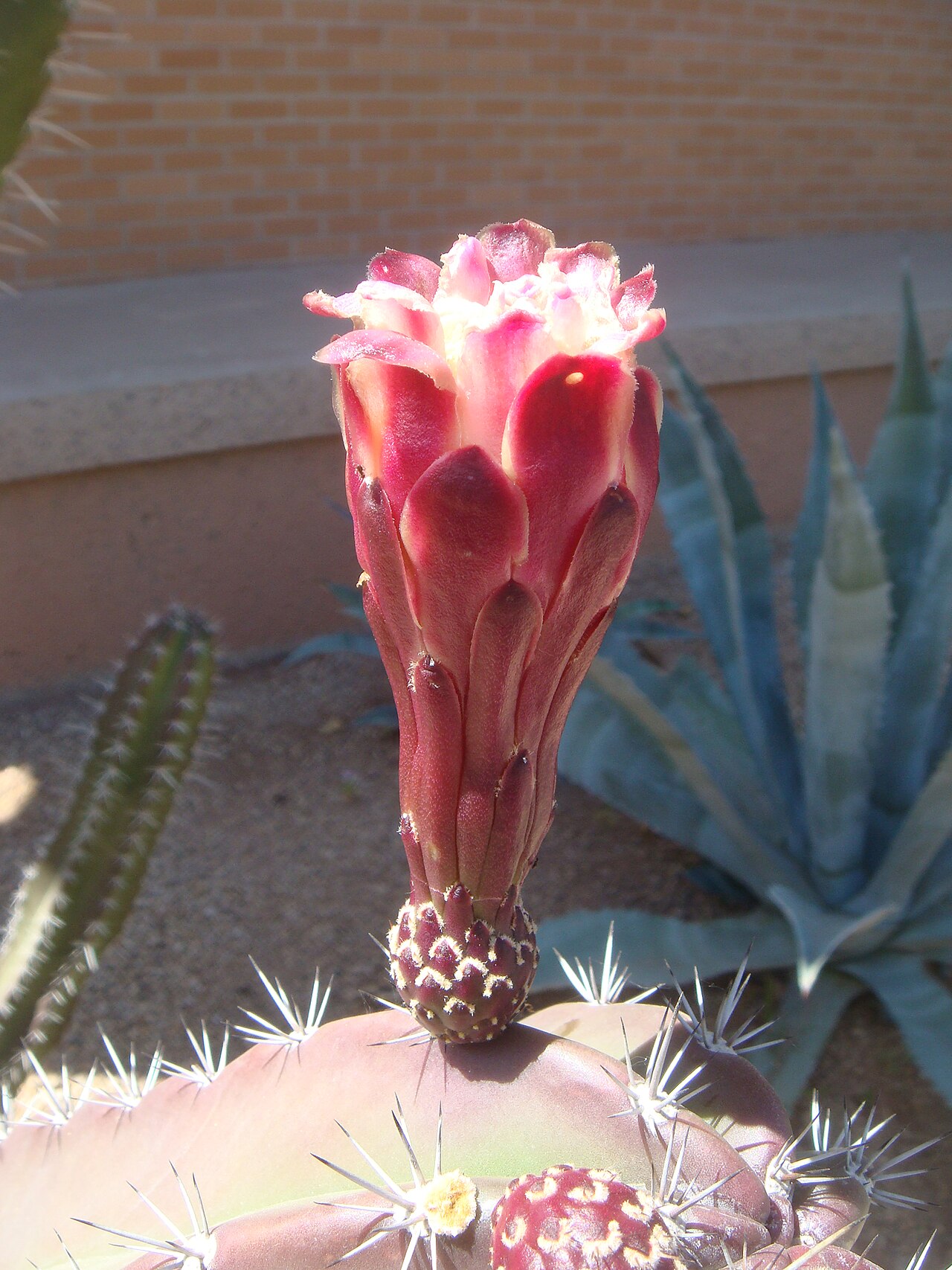 Starostlivosť o Cereus Peruvianus v interiéri