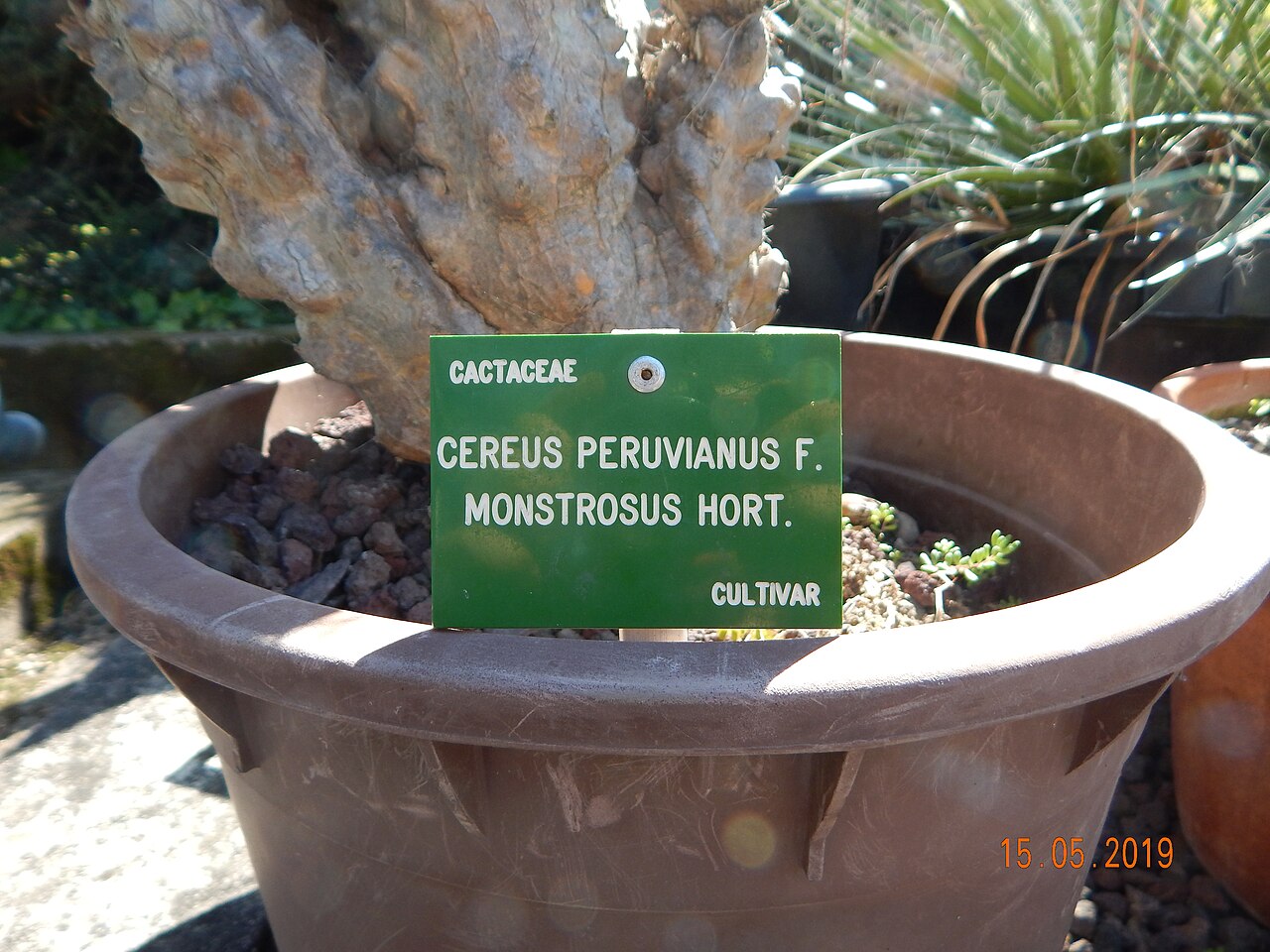 Cereus Peruvianus v kvetináči na svetlom stanovišti