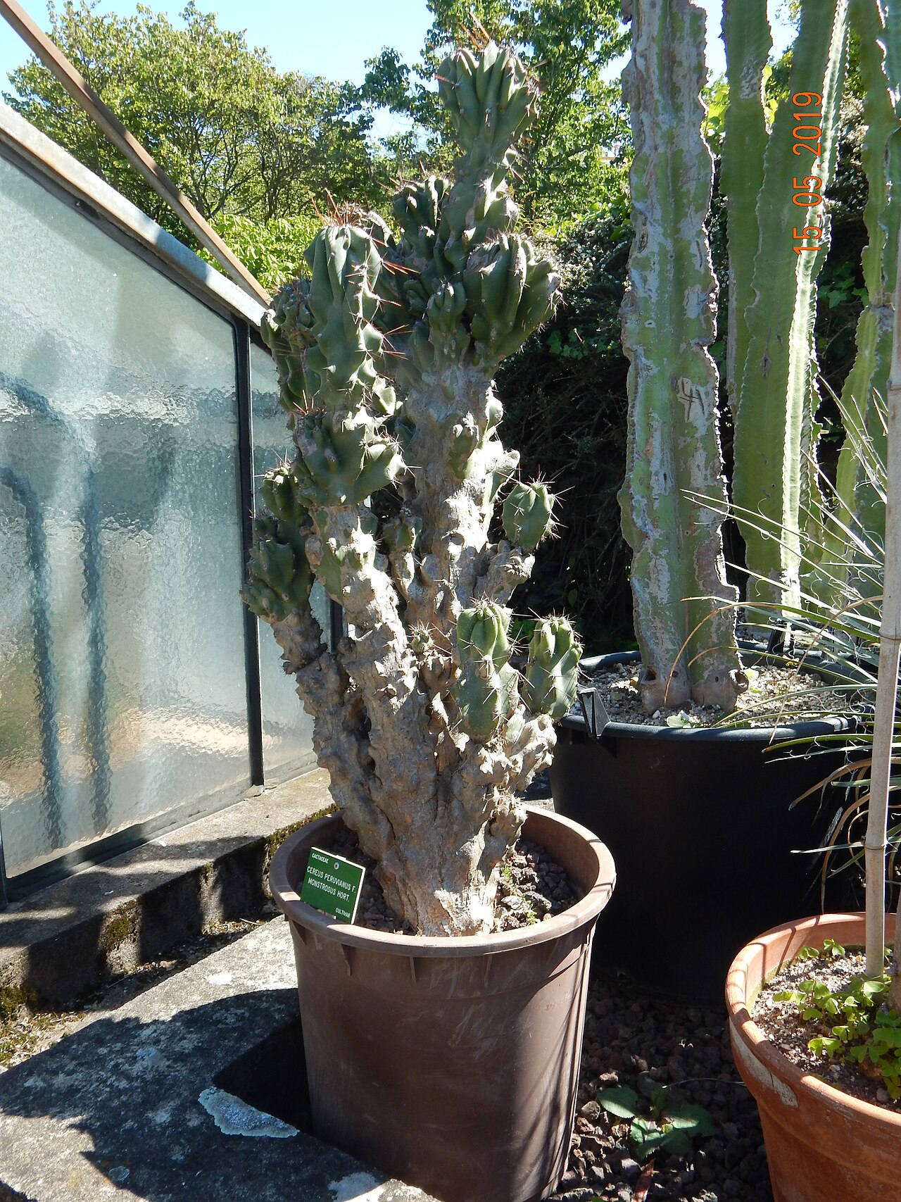 Detail stonky a ostňov rastliny Cereus Peruvianus