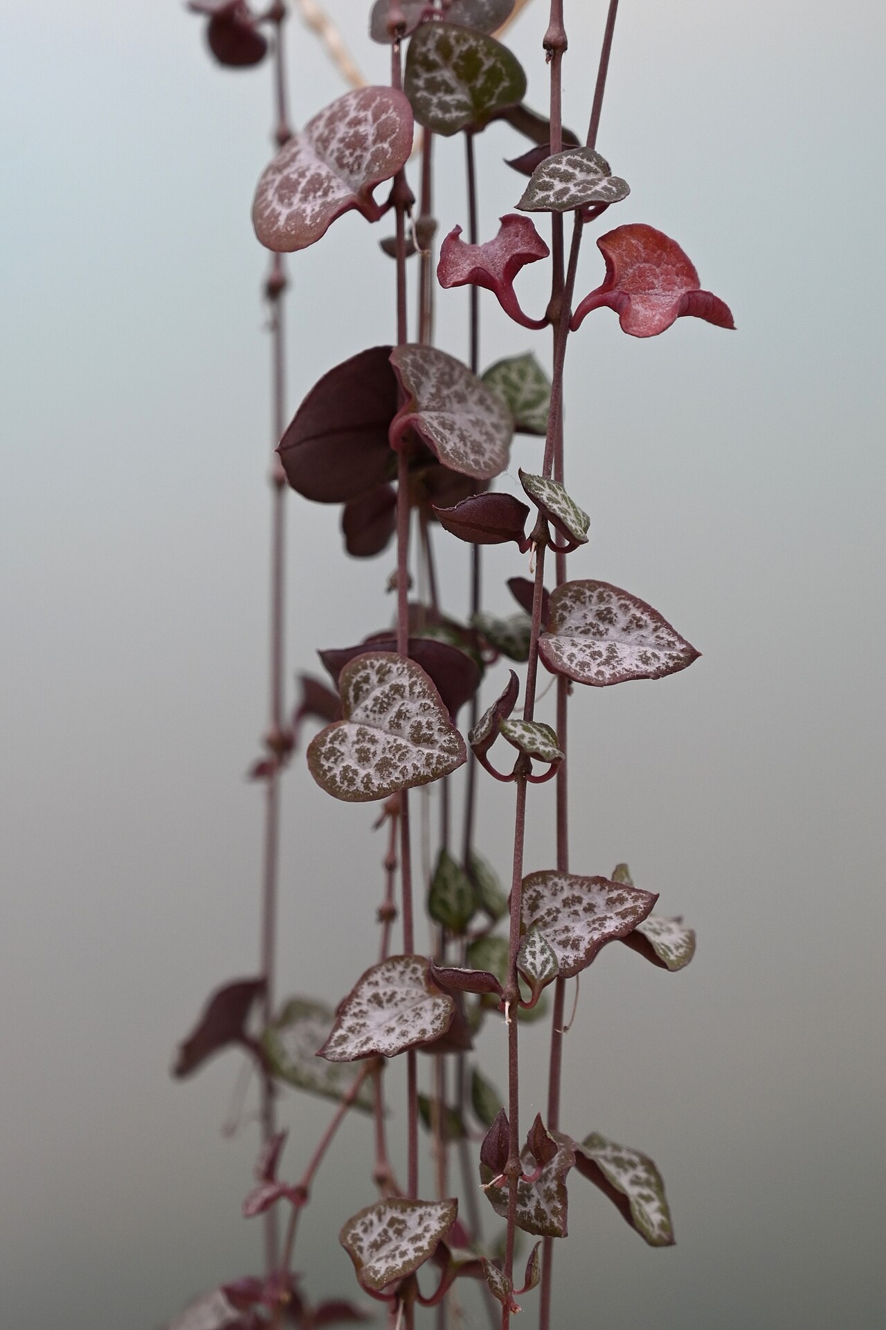 Detail listov Ceropegia woodii s jemným mramorovaním