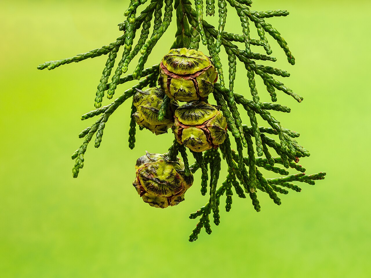 Starostlivosť o Chamaecyparis lawsoniana v interiéri