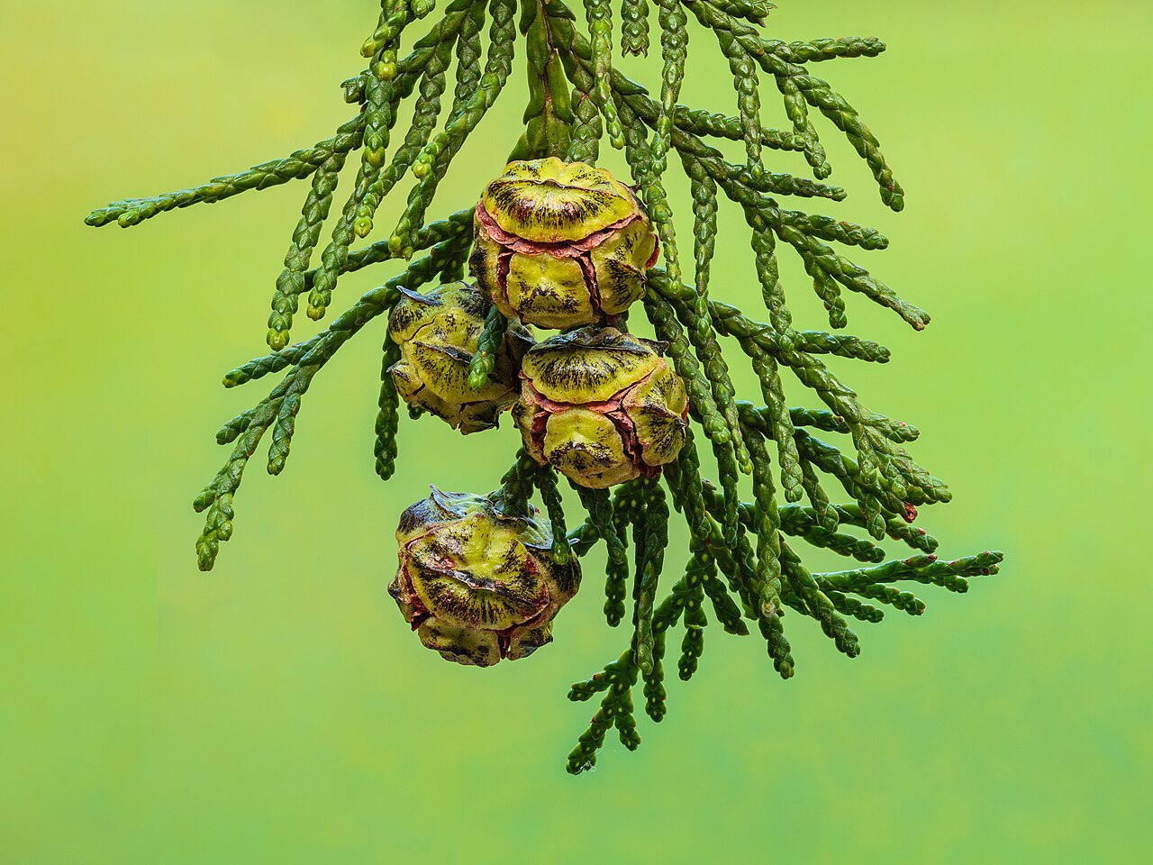 Chamaecyparis lawsoniana v kvetináči na svetlom mieste