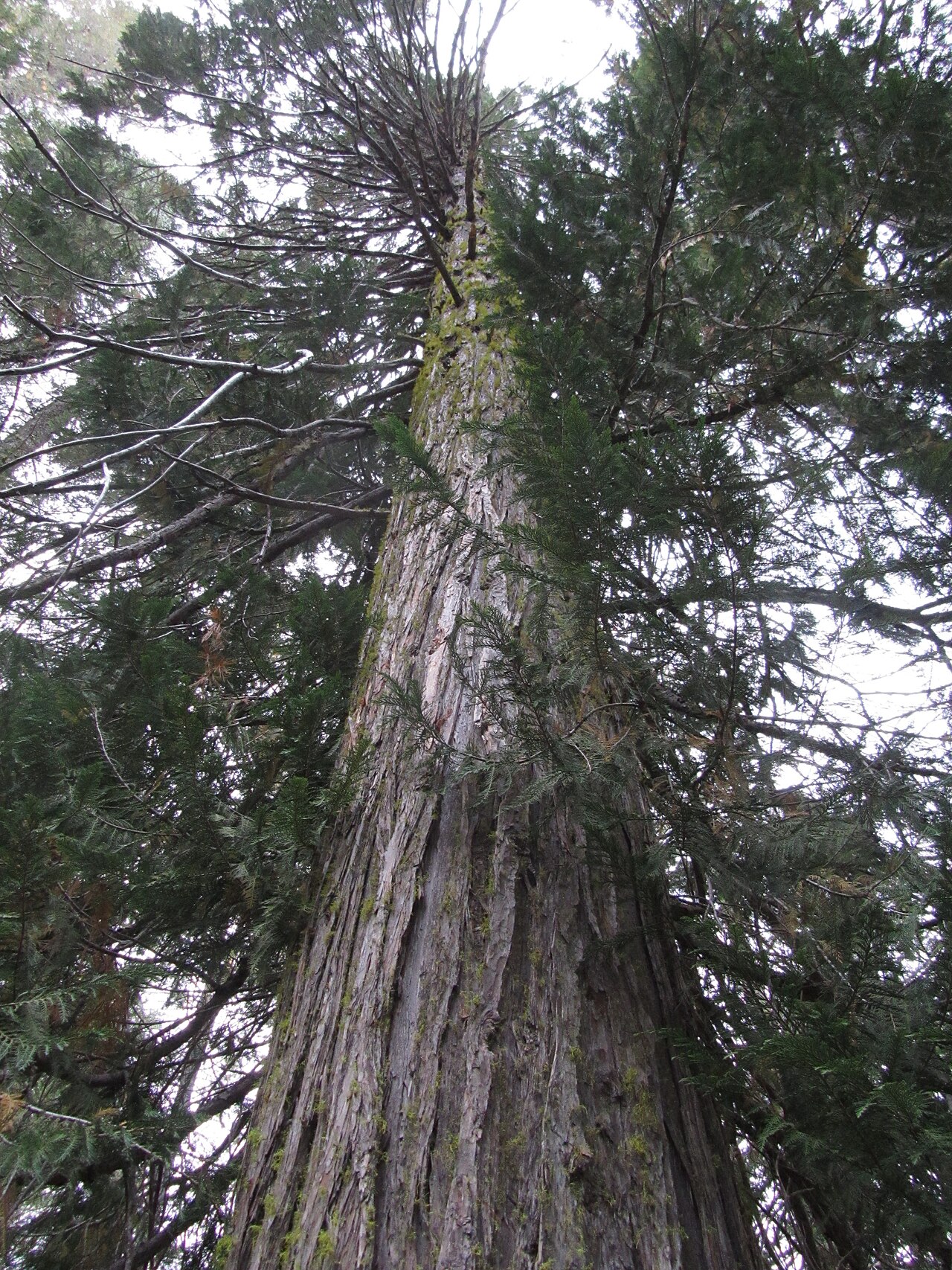 Detail hustého olistenia Chamaecyparis lawsoniana