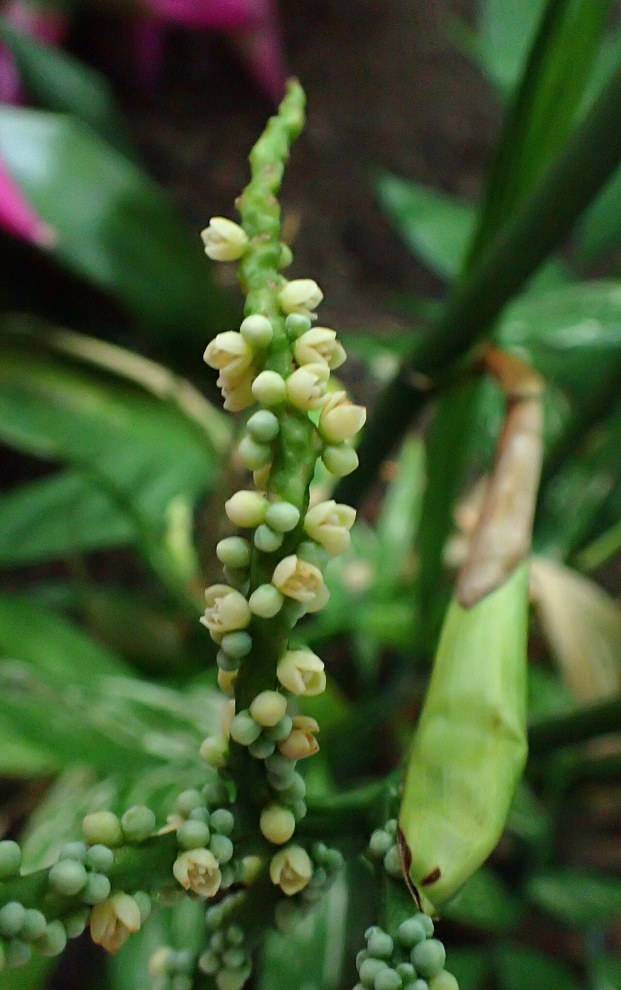 Chamaedorea microspadix s hustými tmavozelenými listami