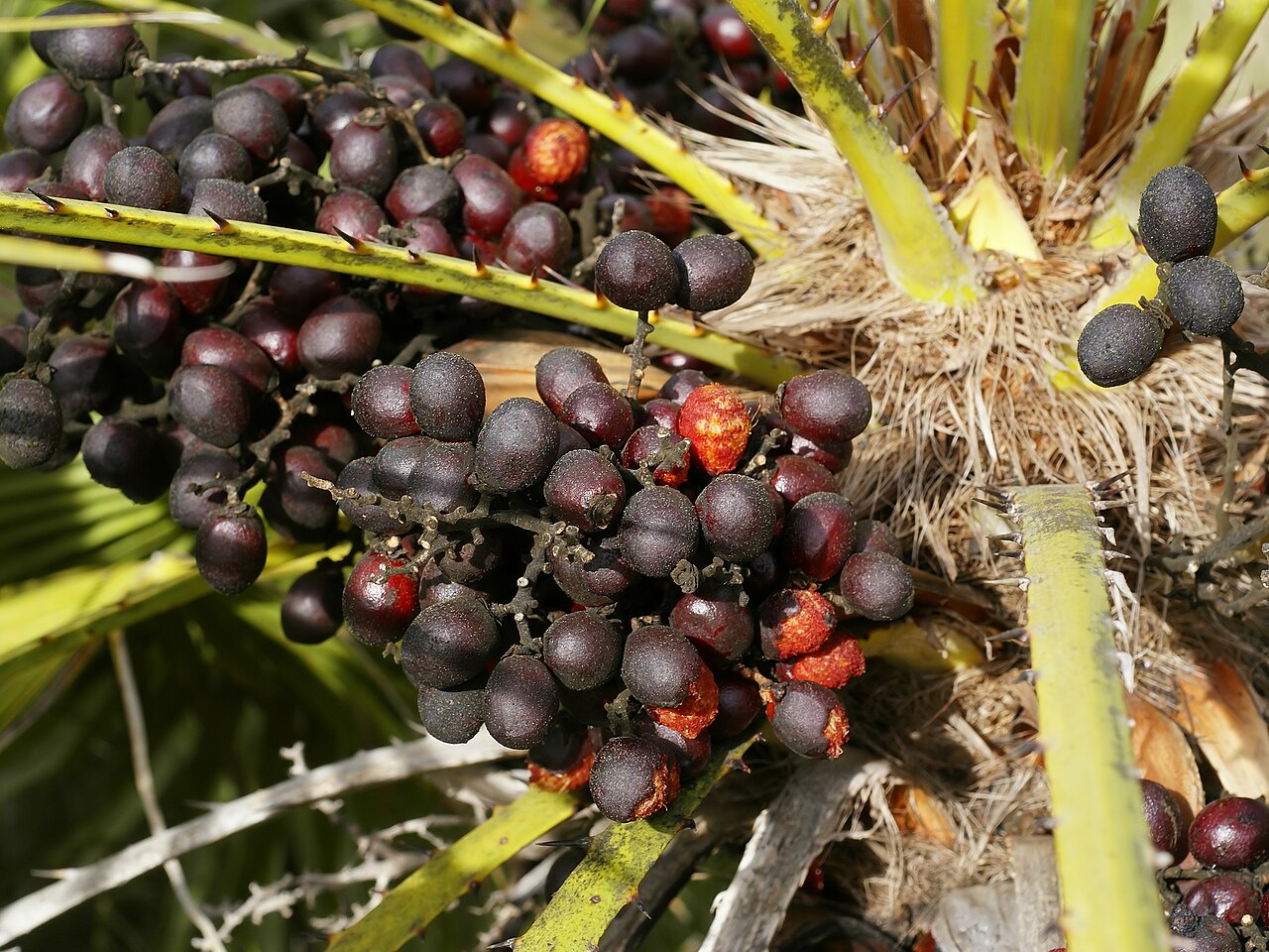 Starostlivosť o Chamaerops humilis v svetlom interiéri