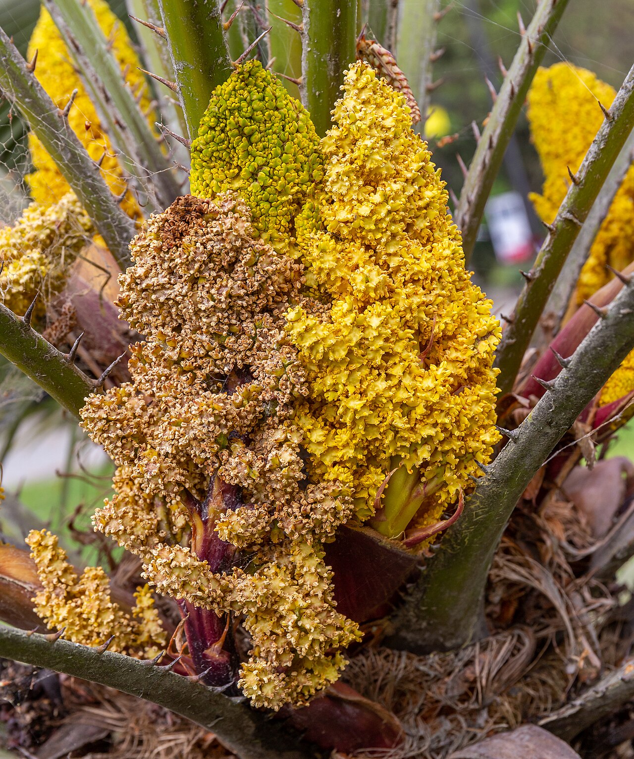 Chamaerops humilis v črepníku s vejárovitými listami