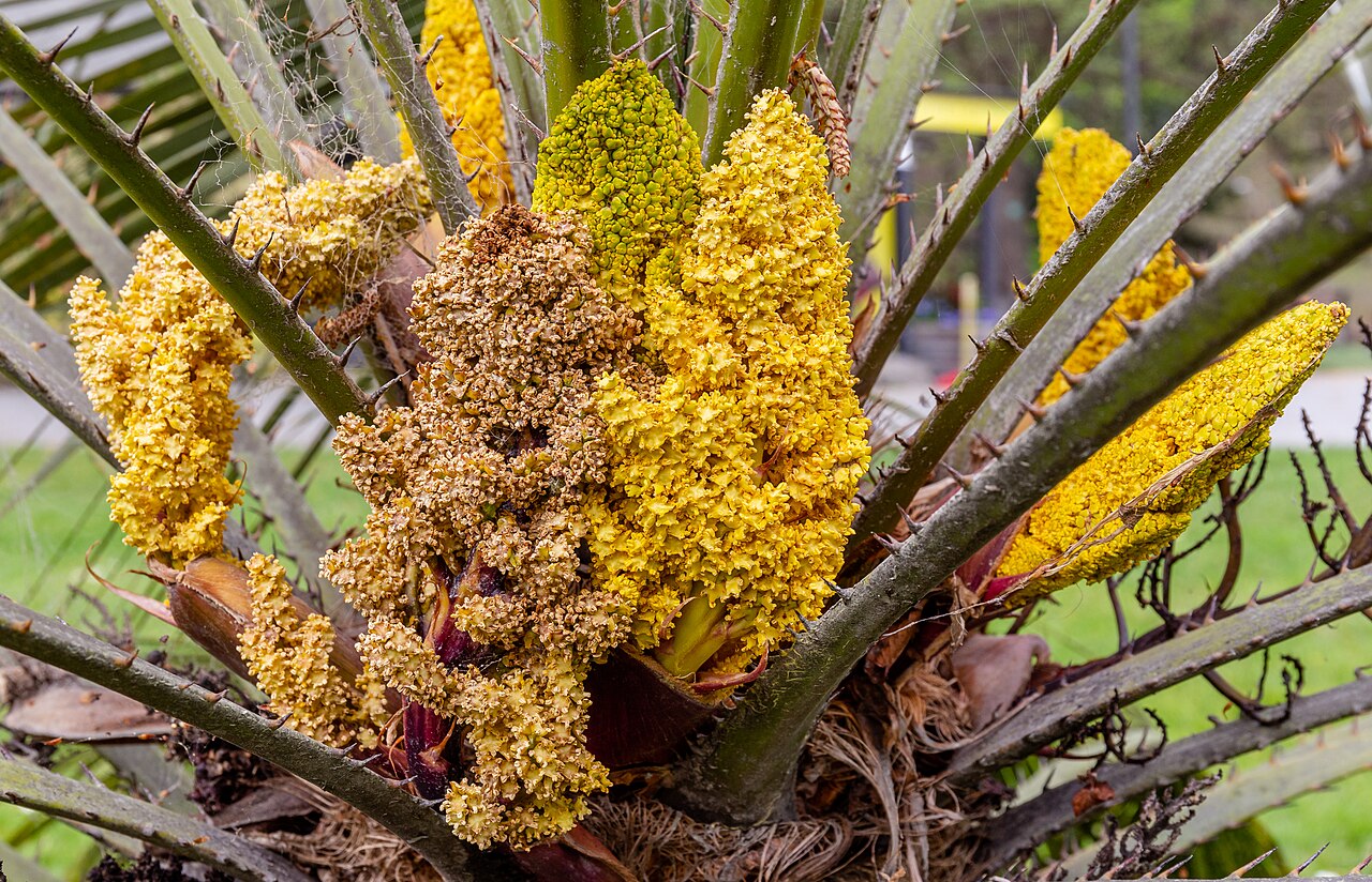 Detail listov palmy Chamaerops humilis