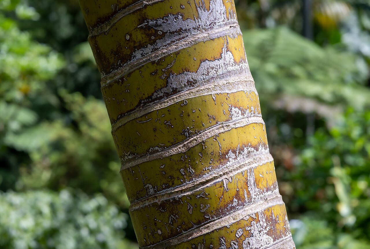 Chrysalidocarpus lutescens pestovanie v interiéri pri okne