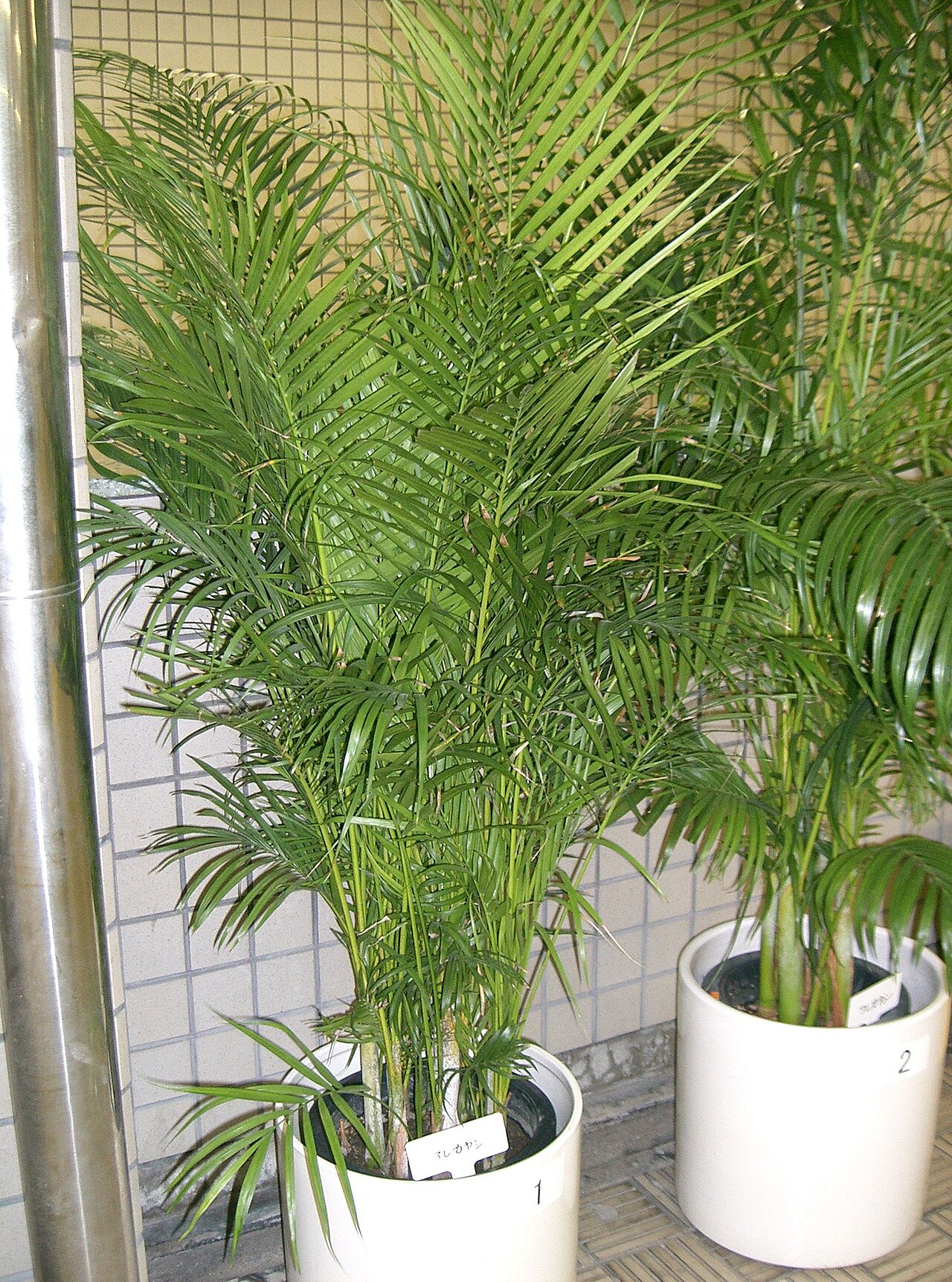 Detail svetlozelených listov Chrysalidocarpus lutescens