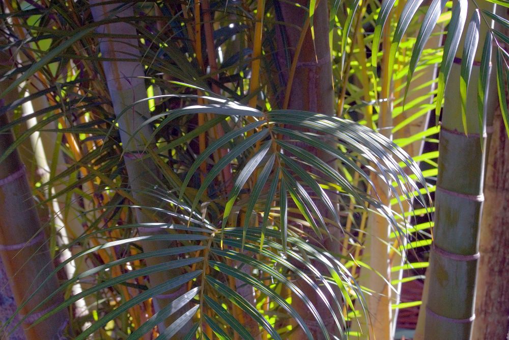 Hustá izbová palma Chrysalidocarpus lutescens v črepníku
