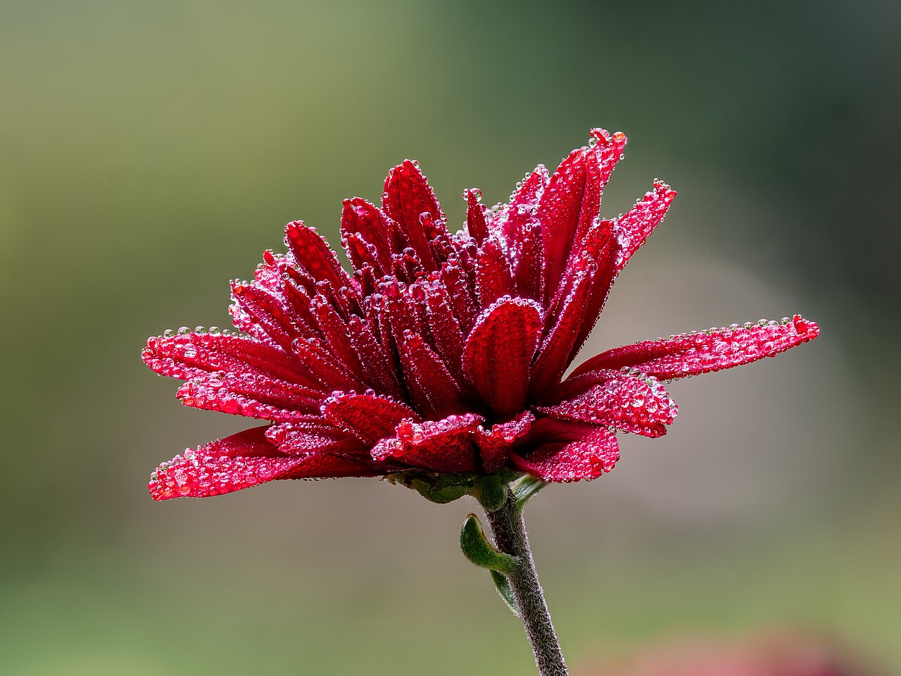 Starostlivosť o Chrysanthemum × morifolium na svetlom stanovišti