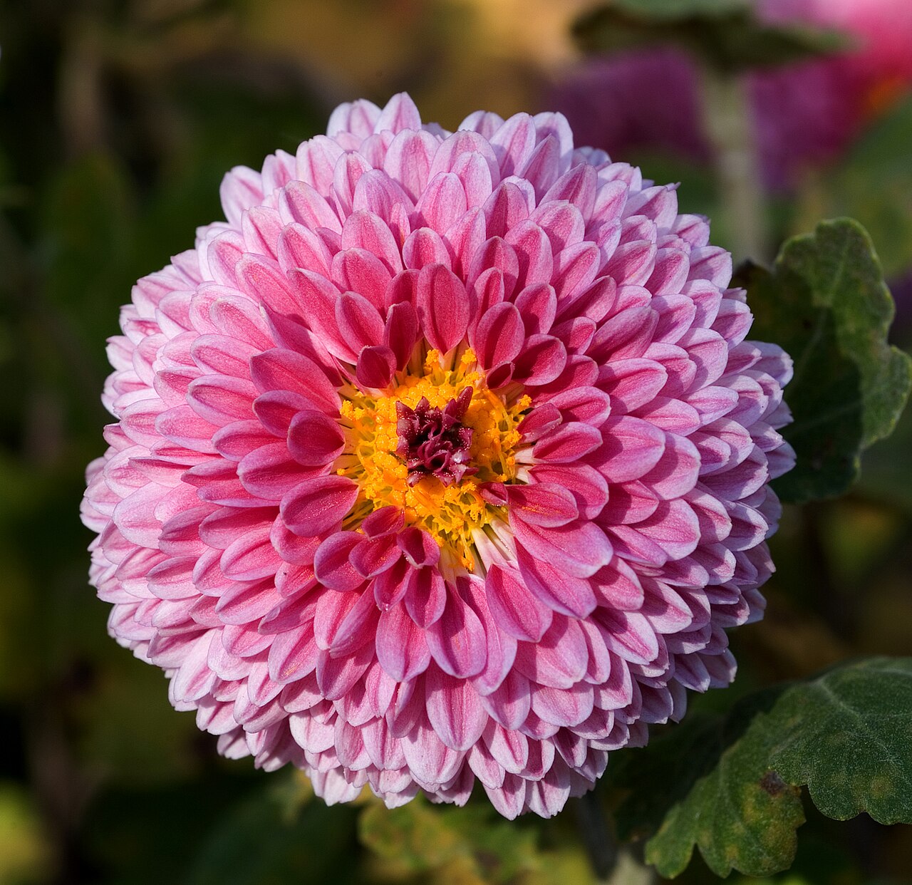 Kvitnúca Chrysanthemum × morifolium v kvetináči