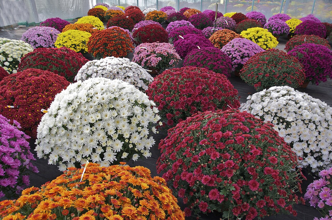 Detail kvetov rastliny Chrysanthemum × morifolium