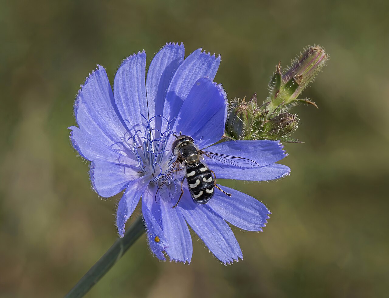 Modré kvety rastliny Cichorium intybus