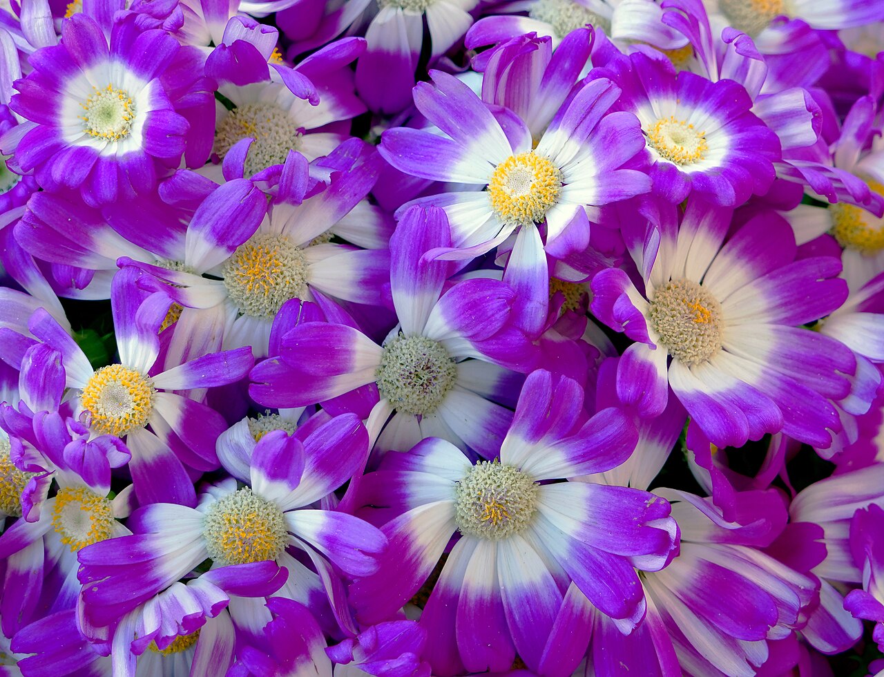 Cineraria × hybrida pestovanie v kvetináči na svetlom okne