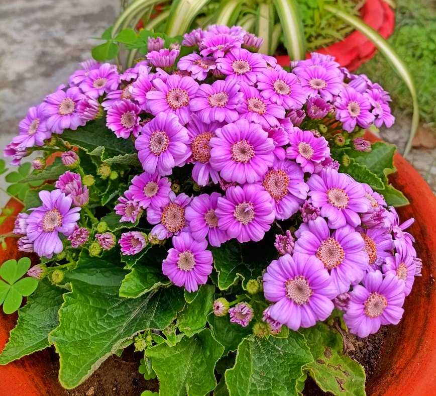 Kvitnúca Cineraria × hybrida s farebnými kvetmi