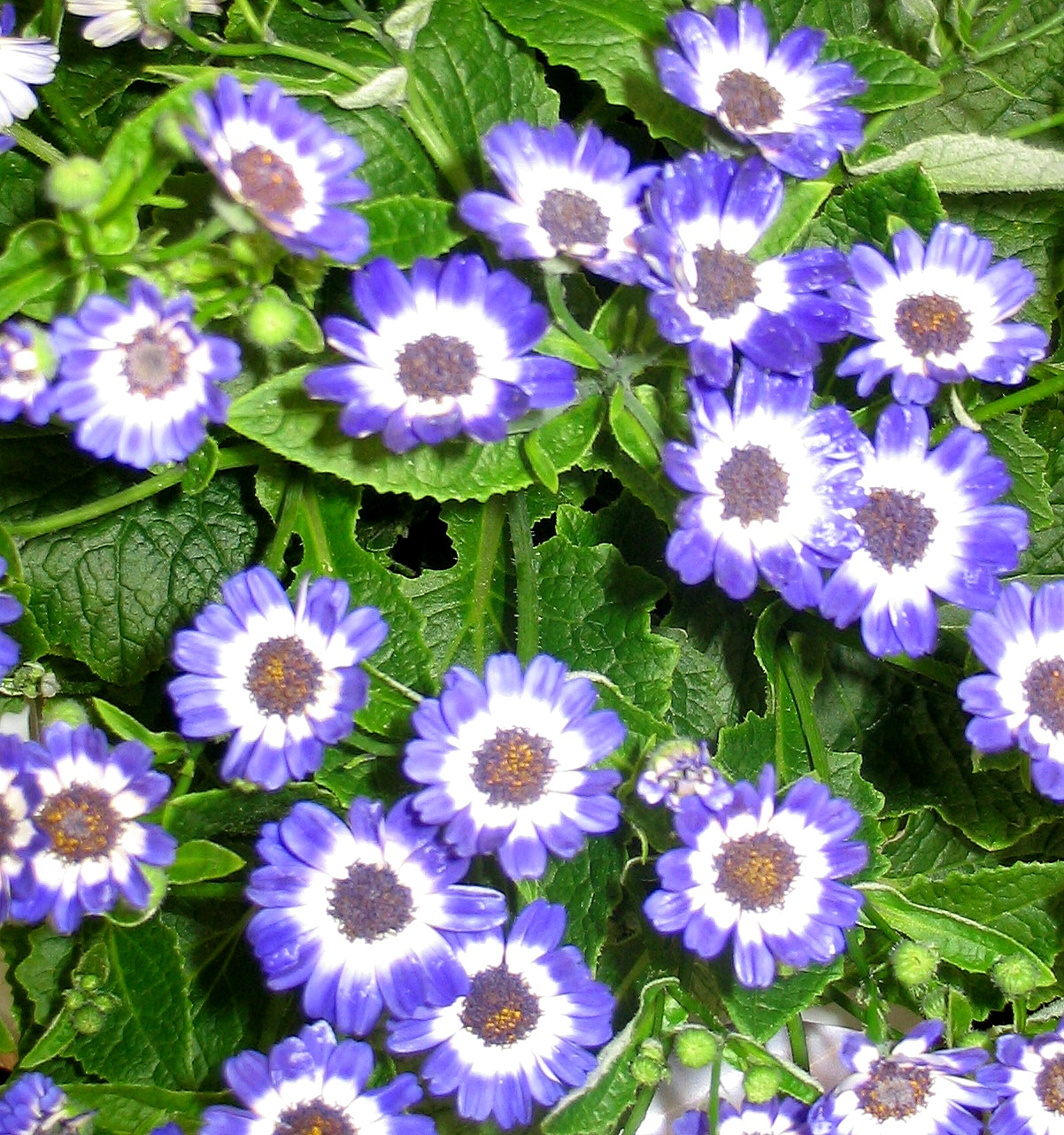 Detail listov a kvetov rastliny Cineraria × hybrida
