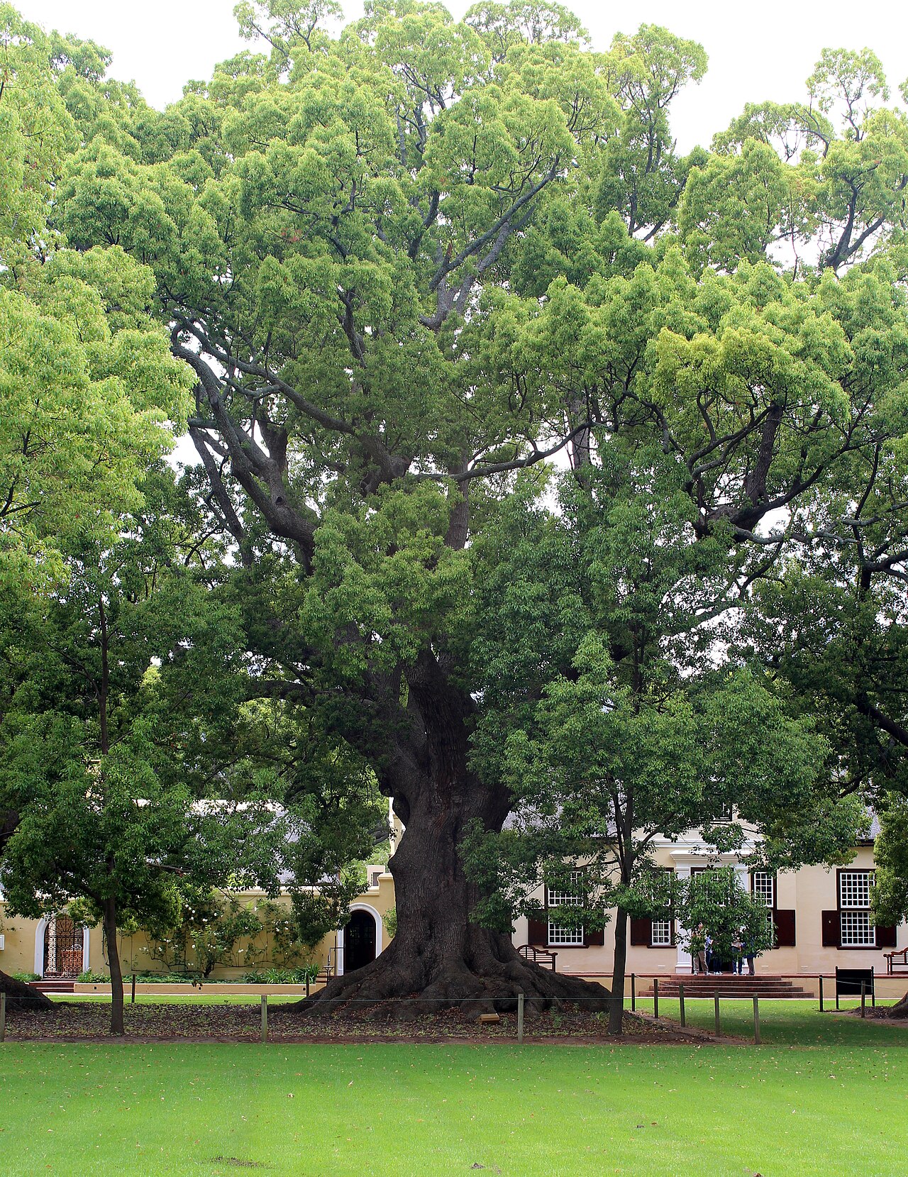 Starostlivosť o Cinnamomum camphora a detail lesklých listov