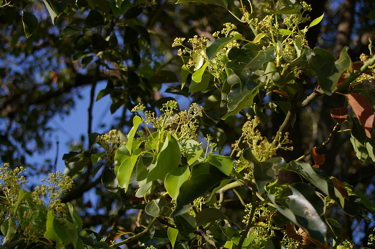 Cinnamomum camphora v kvetináči na svetlom stanovišti