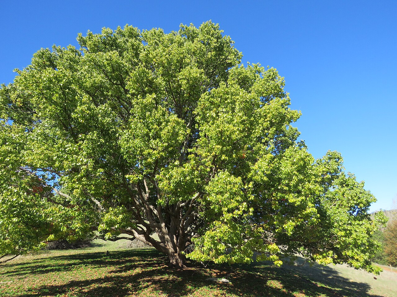 Detail listov Cinnamomum camphora s výraznou žilnatinou