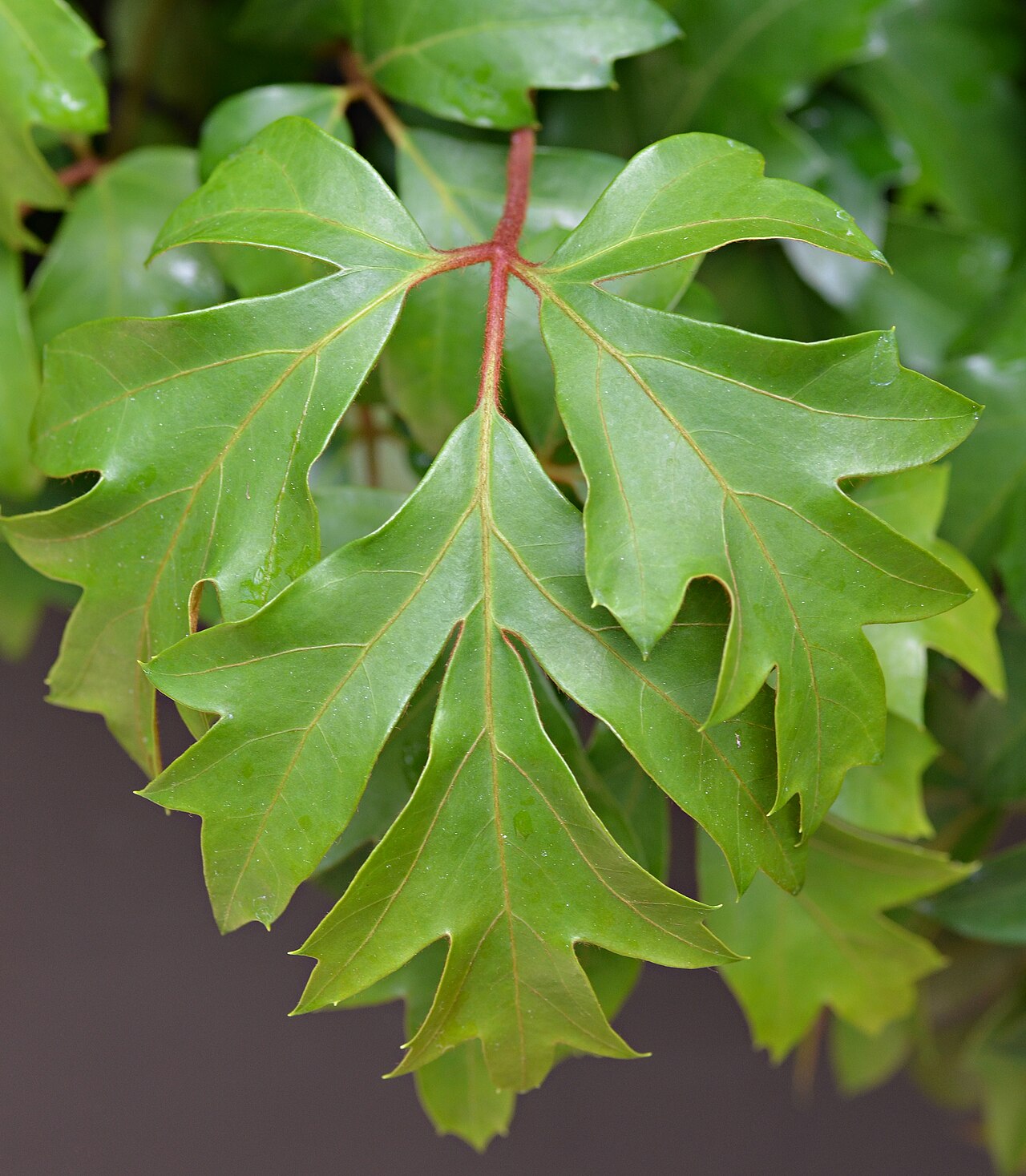 Detail listov rastliny Cissus alata