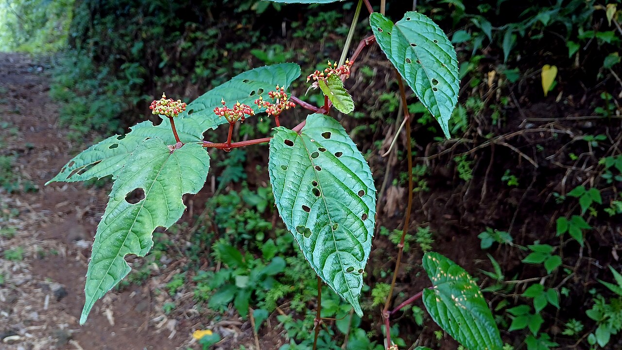 Detail listov rastliny Cissus discolor