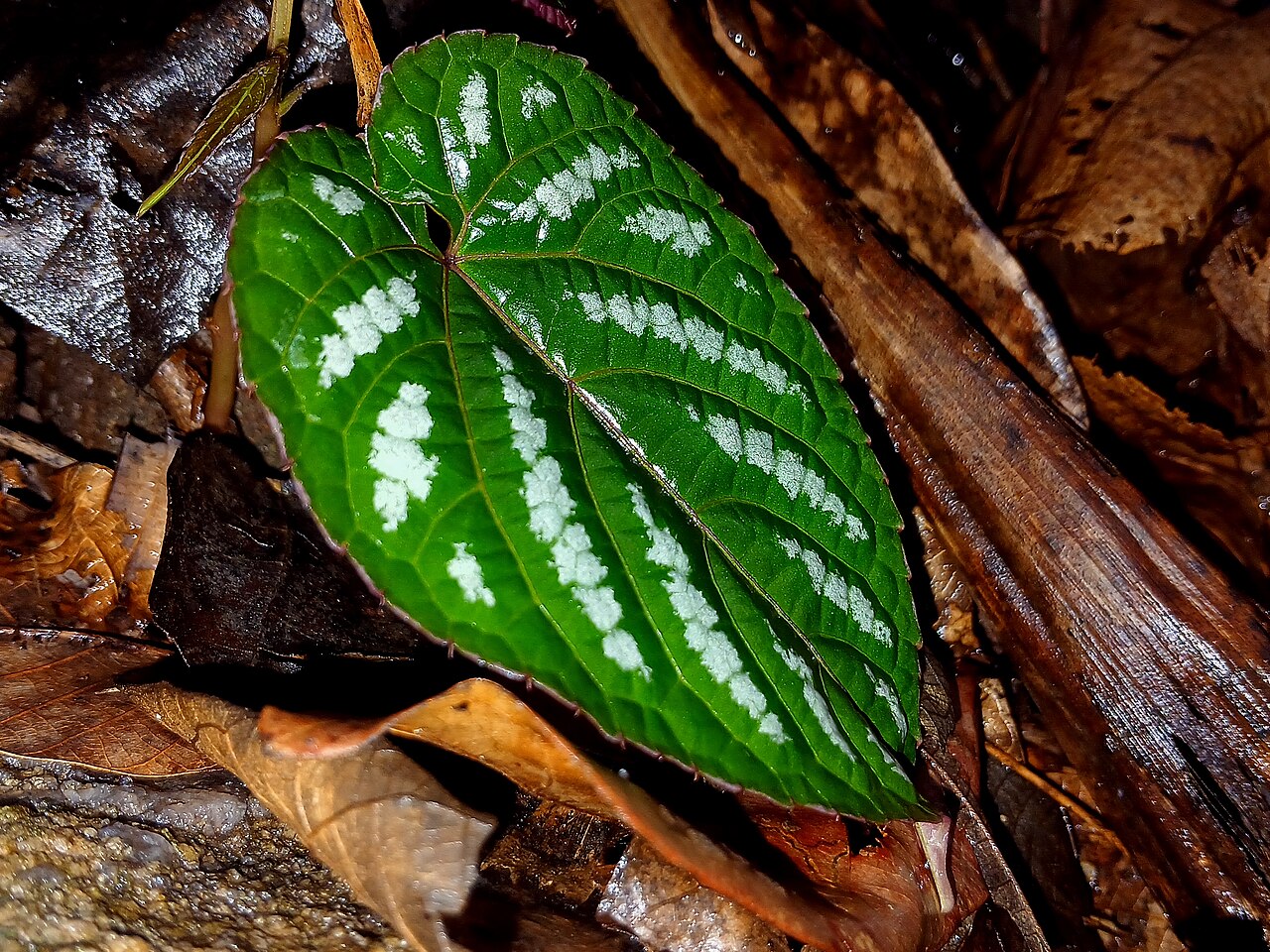 Cissus discolor pestovaný ako popínavá izbová rastlina