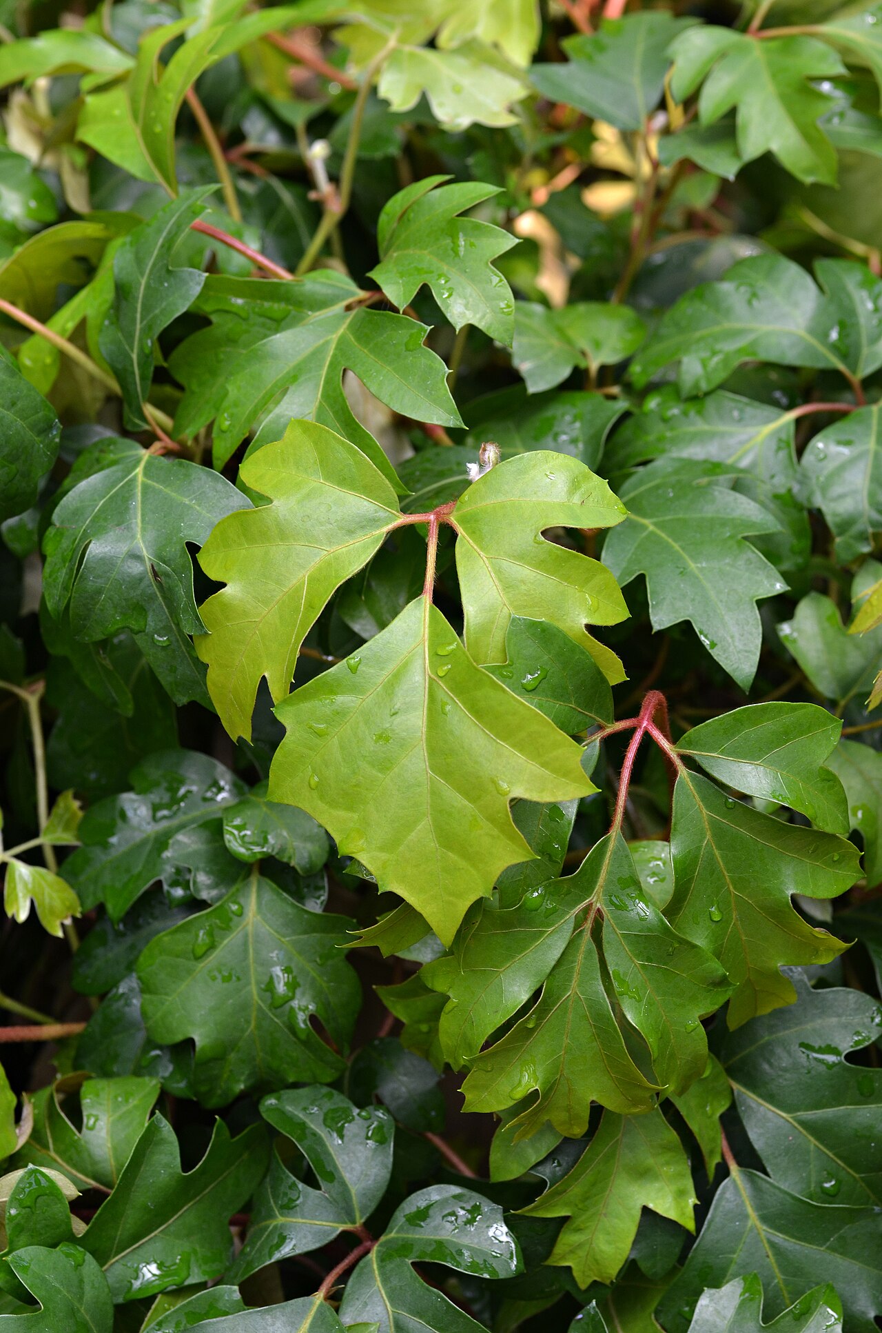 Starostlivosť o Cissus rhombifolia v interiéri