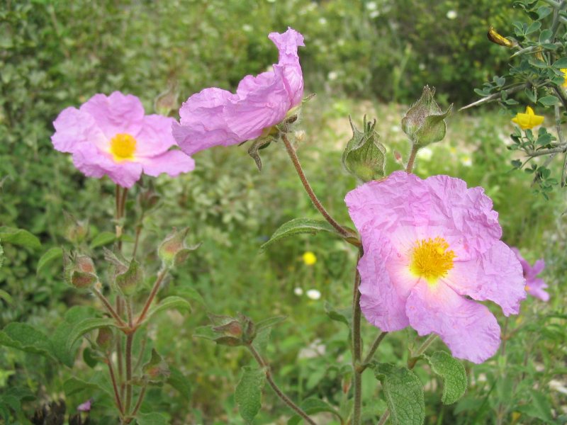 Cistus incanus s ružovými kvetmi v období kvitnutia