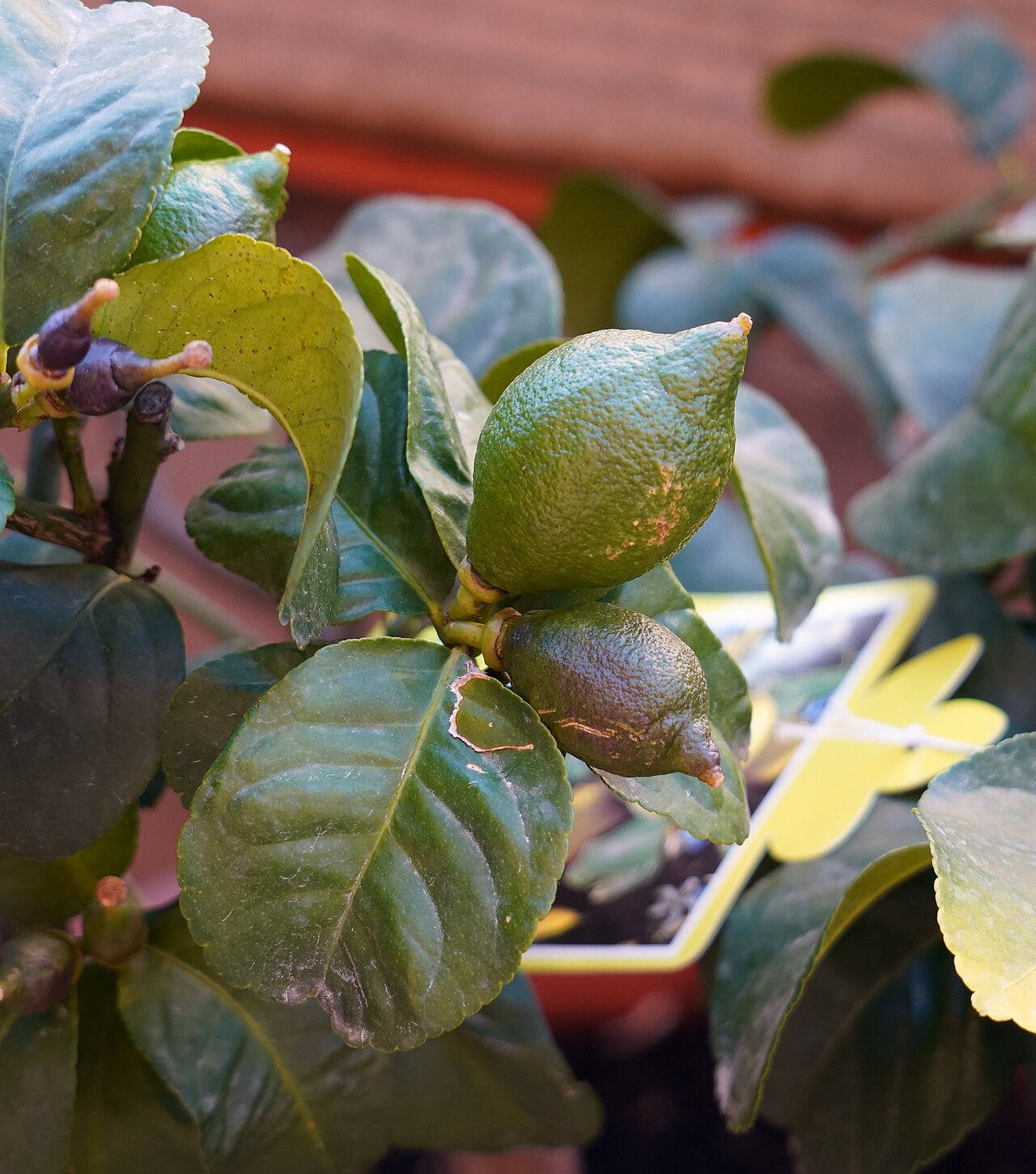 Citrus × limon v kvetináči na svetlom stanovišti