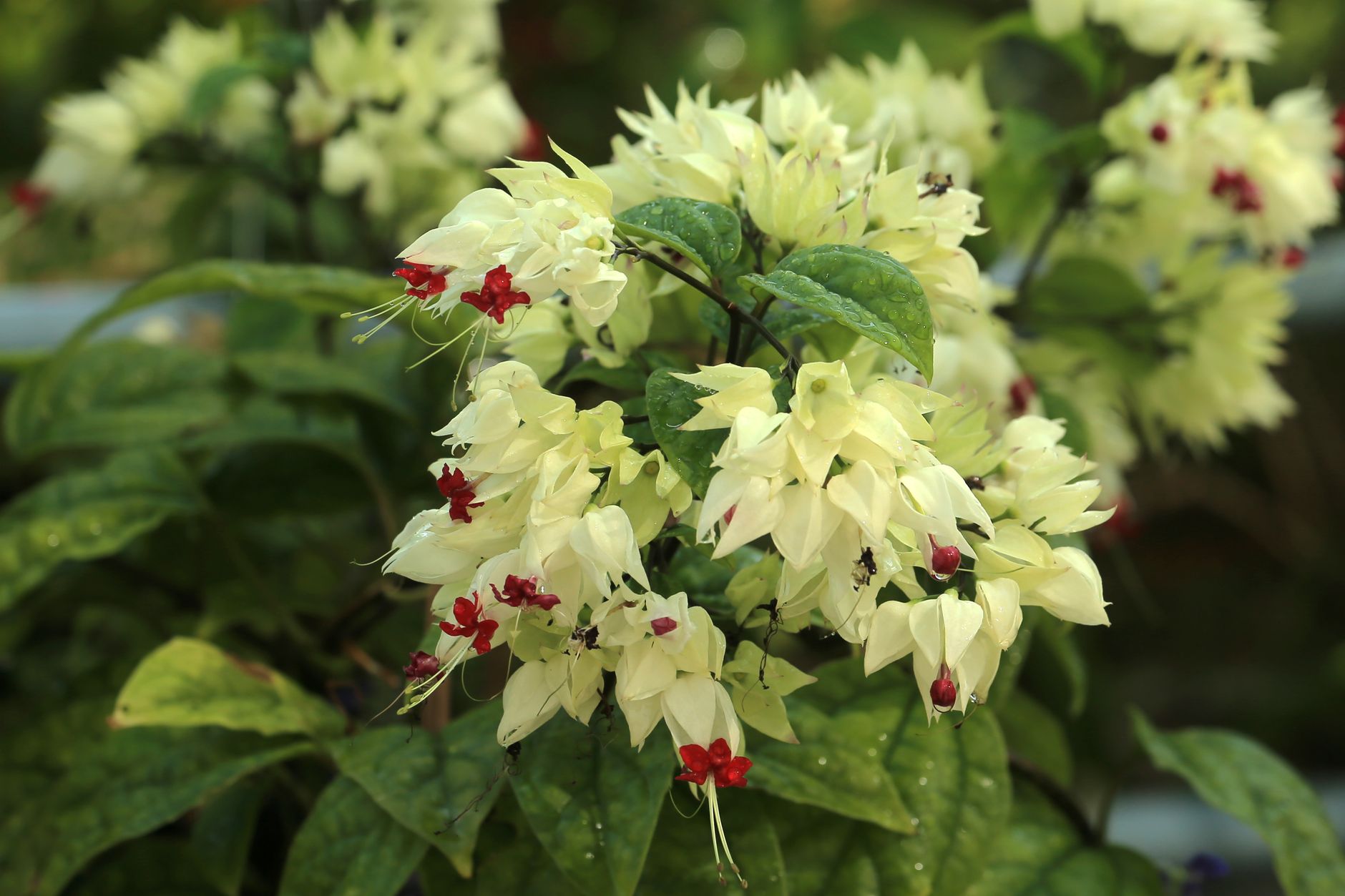 Clerodendrum thomasoniae pestovanie v interiéri na svetlom mieste