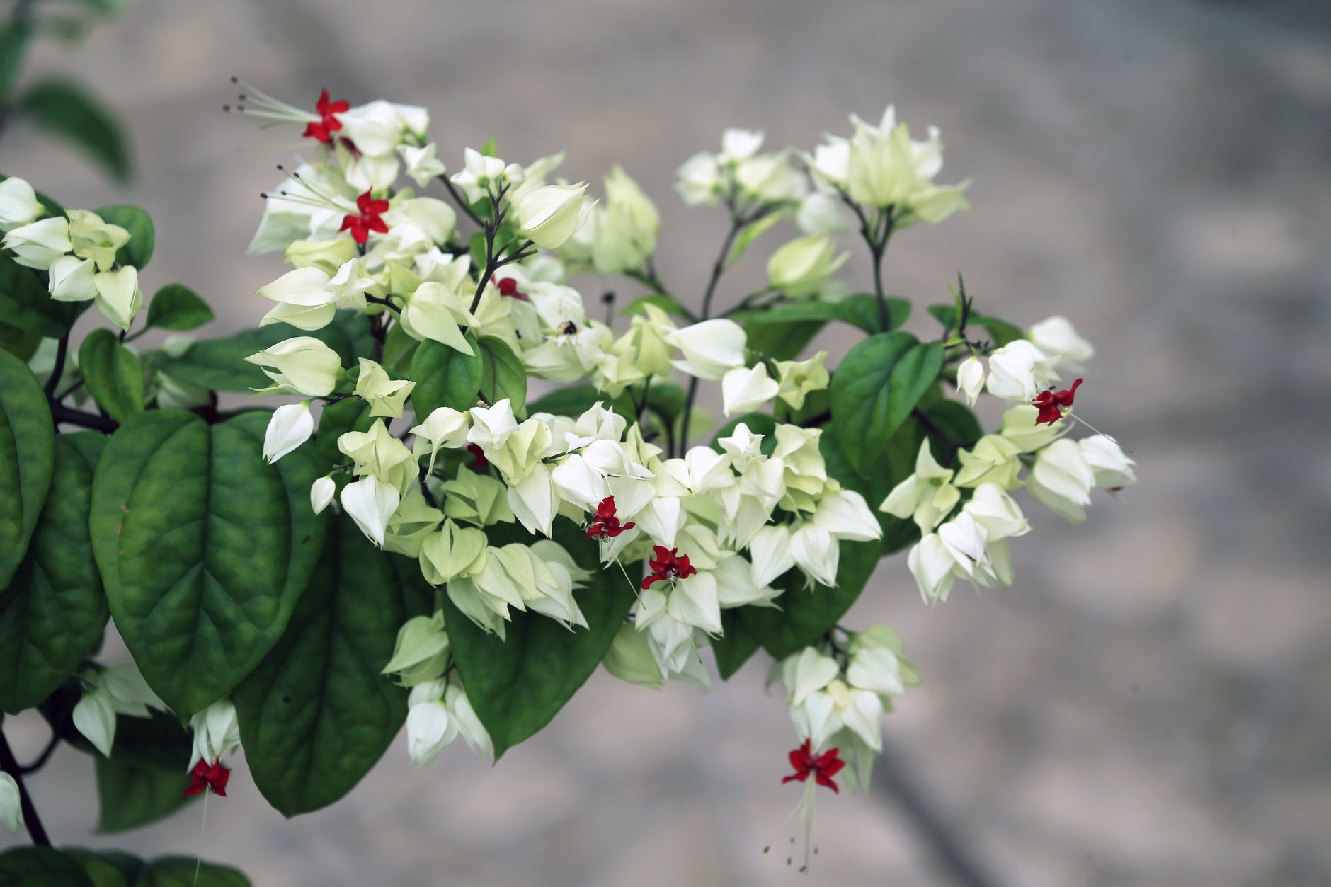 Detail lesklých tmavozelených listov Clerodendrum thomasoniae