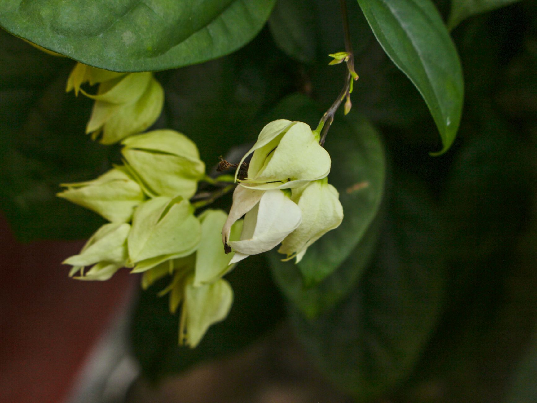 Popínavé výhonky Clerodendrum thomasoniae s oporou