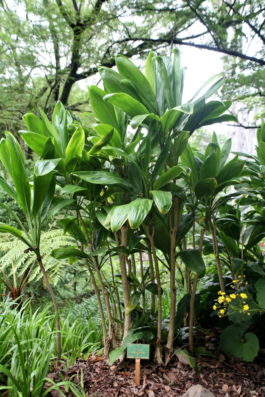 Starostlivosť o Cordyline terminalis a detail farebných listov