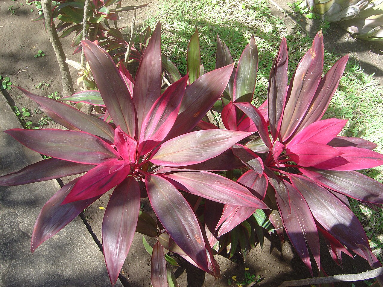 Cordyline terminalis ako izbová rastlina na svetlom stanovišti