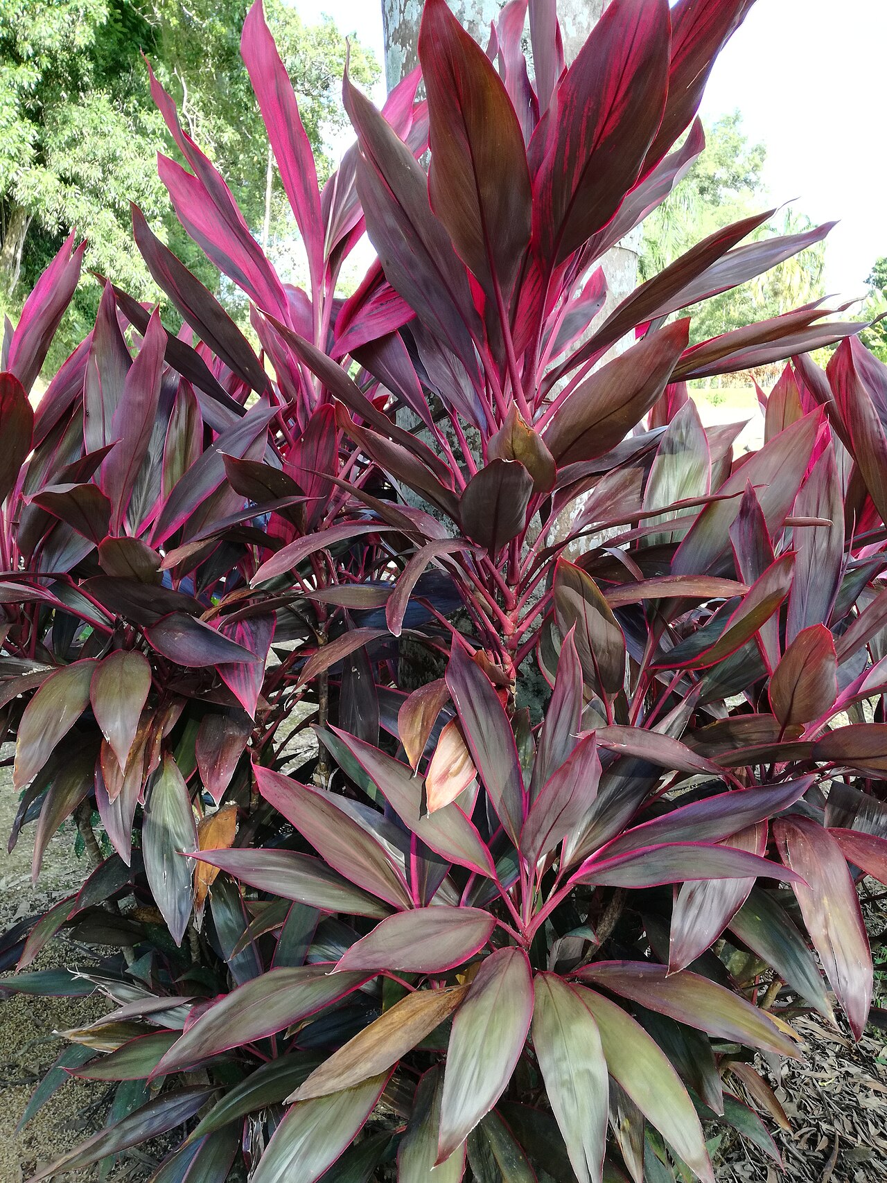Detail lesklých listov rastliny Cordyline terminalis