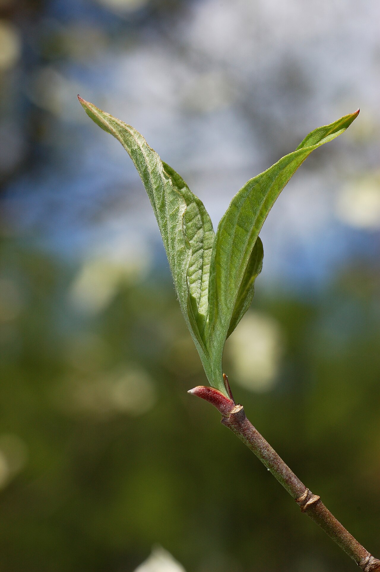 Starostlivosť o Cornus florida na záhradnom stanovišti