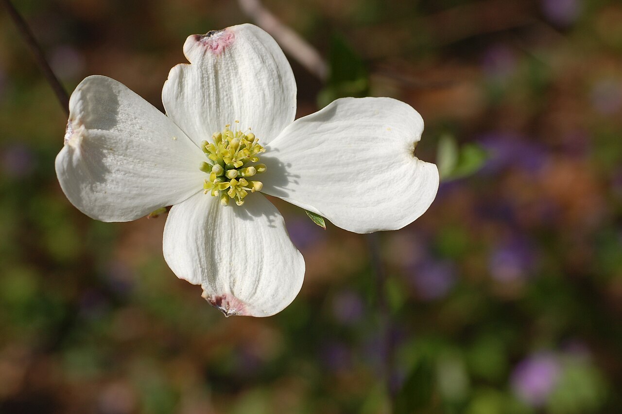 Detail listov a kvetov rastliny Cornus florida