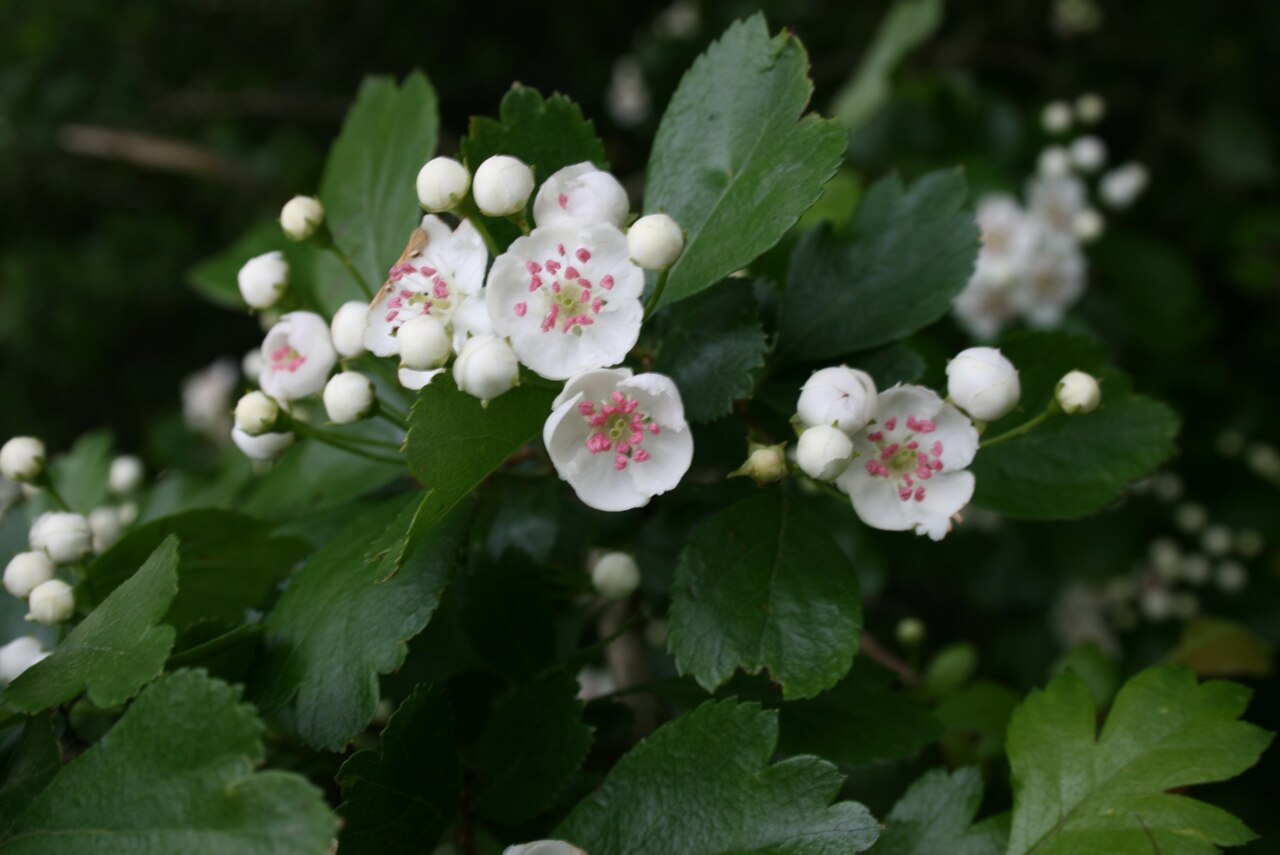 Starostlivosť o Crataegus laevigata na svetlom stanovišti