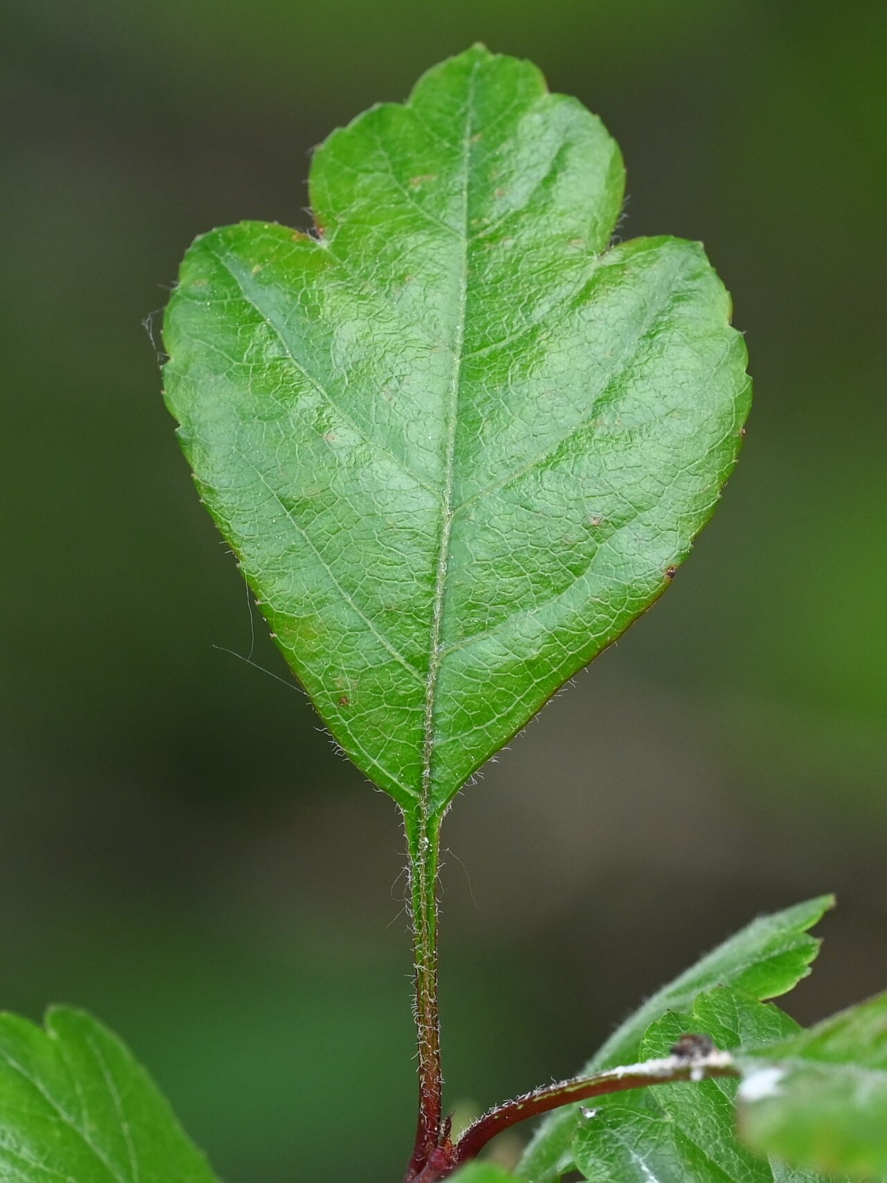 Crataegus laevigata s bielymi kvetmi počas kvitnutia