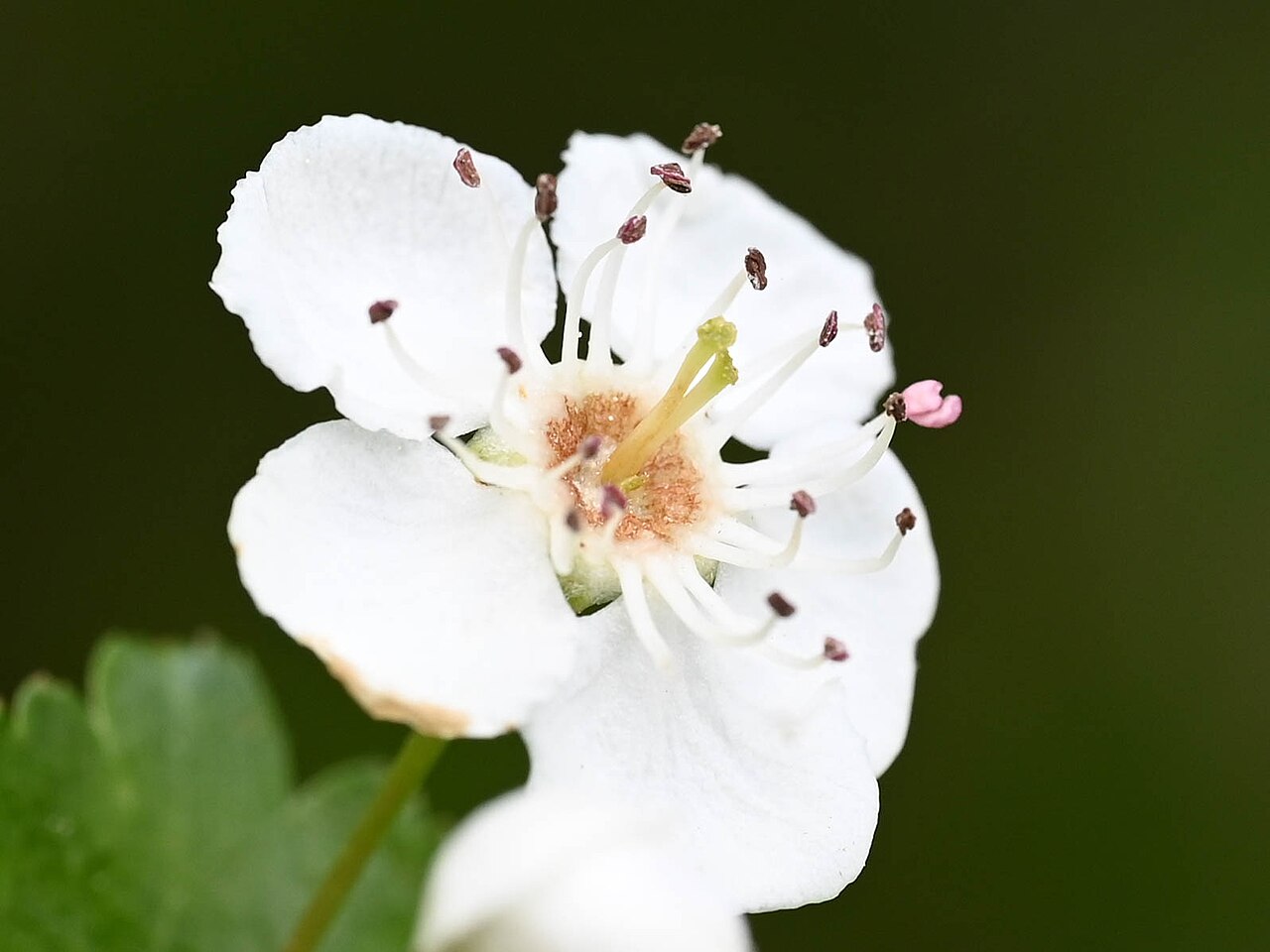 Detail listov rastliny Crataegus laevigata