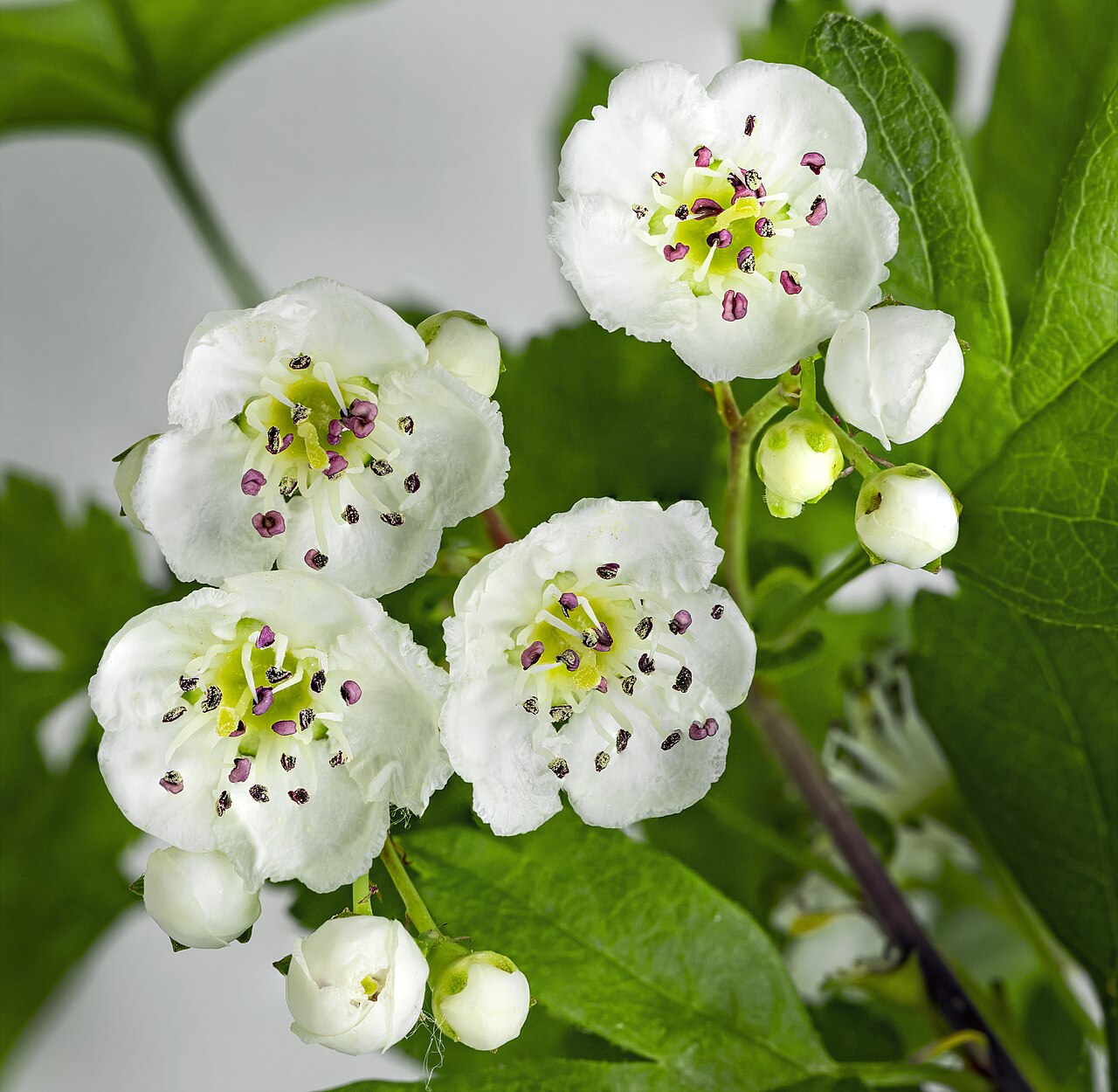 Starostlivosť o Crataegus monogyna a jeho kvety