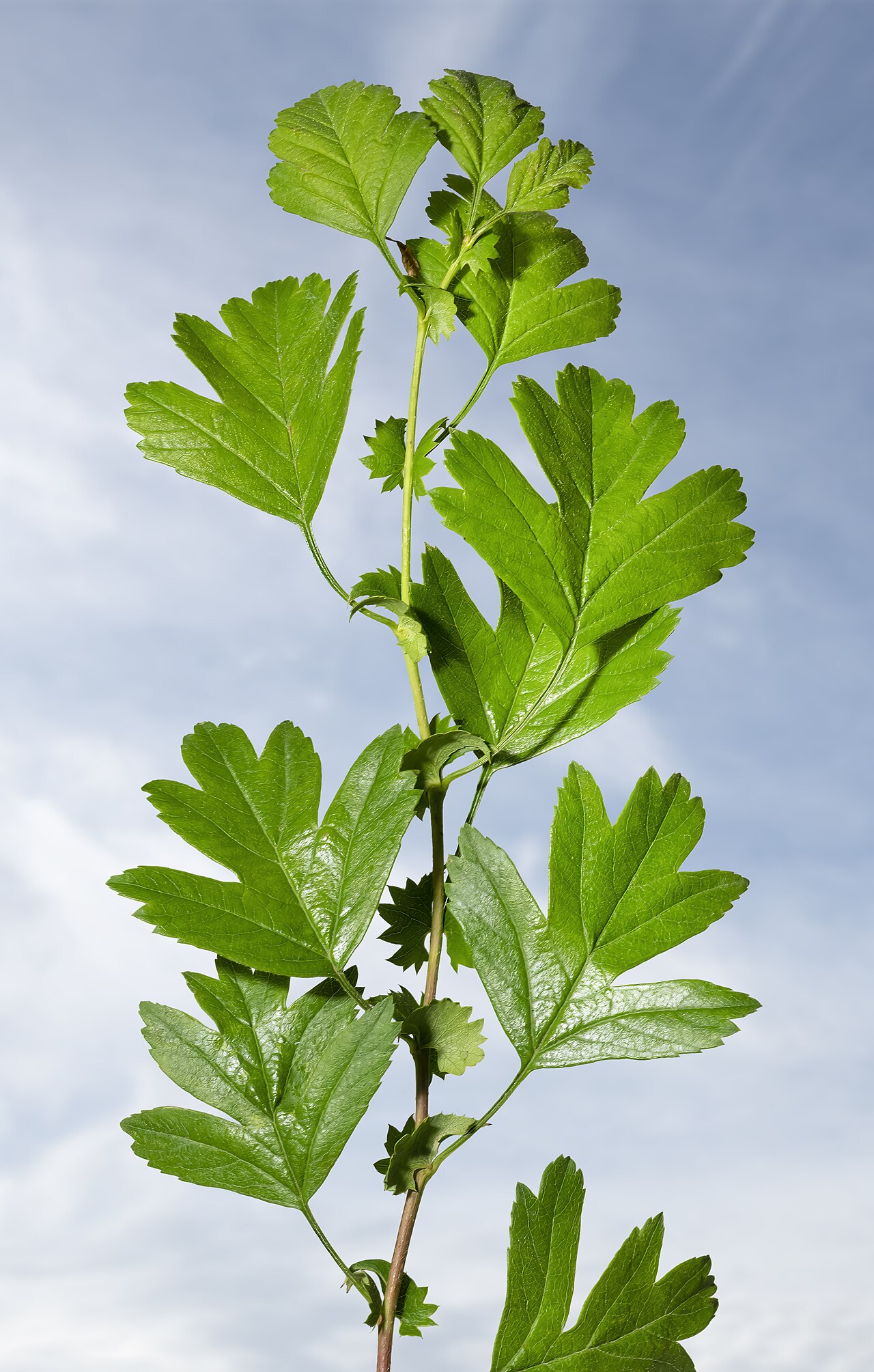 Detail listov rastliny Crataegus monogyna