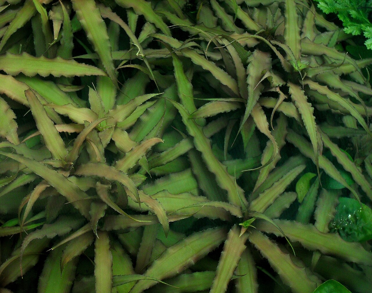 Cryptanthus acaulis pestovanie v interiéri