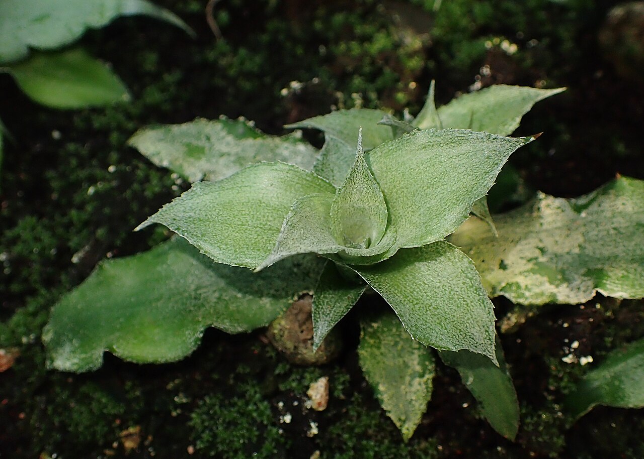 Detail ružice rastliny Cryptanthus acaulis