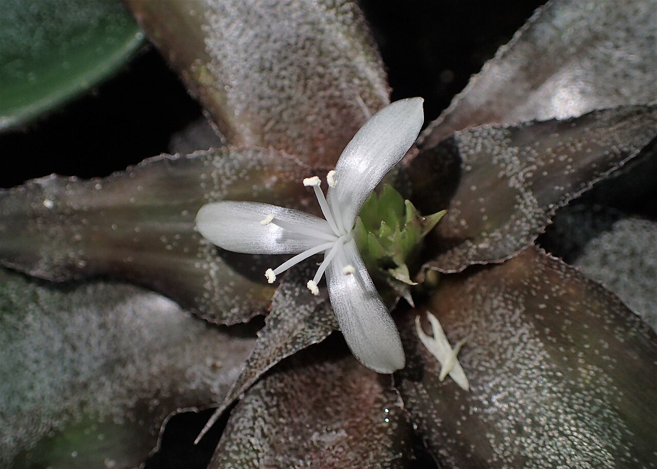 Cryptanthus acaulis v kvetináči na svetlom mieste