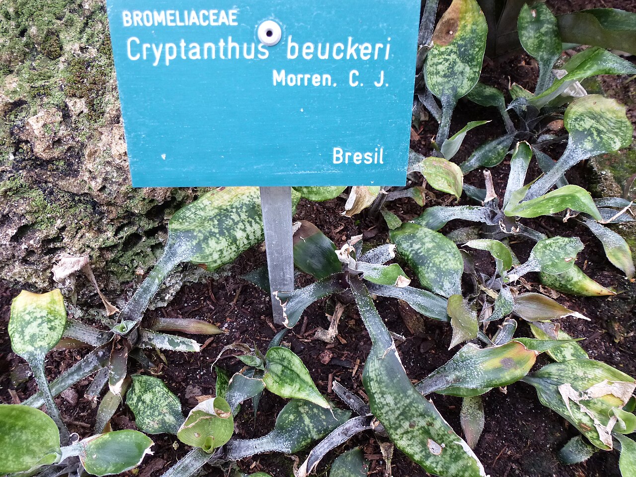 Starostlivosť o Cryptanthus beuckeri v interiéri