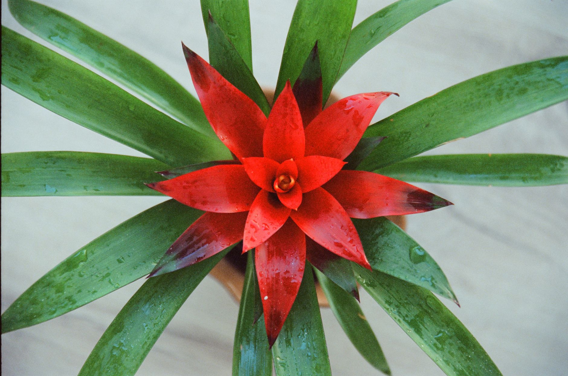 Detail zvlnených listov rastliny Cryptanthus dianae