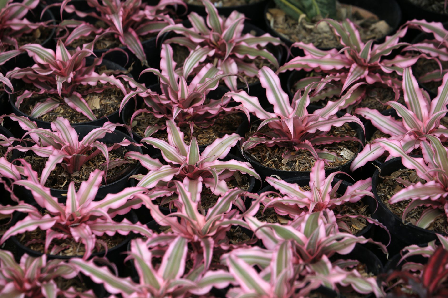 Starostlivosť o Cryptanthus dianae a detail listovej ružice